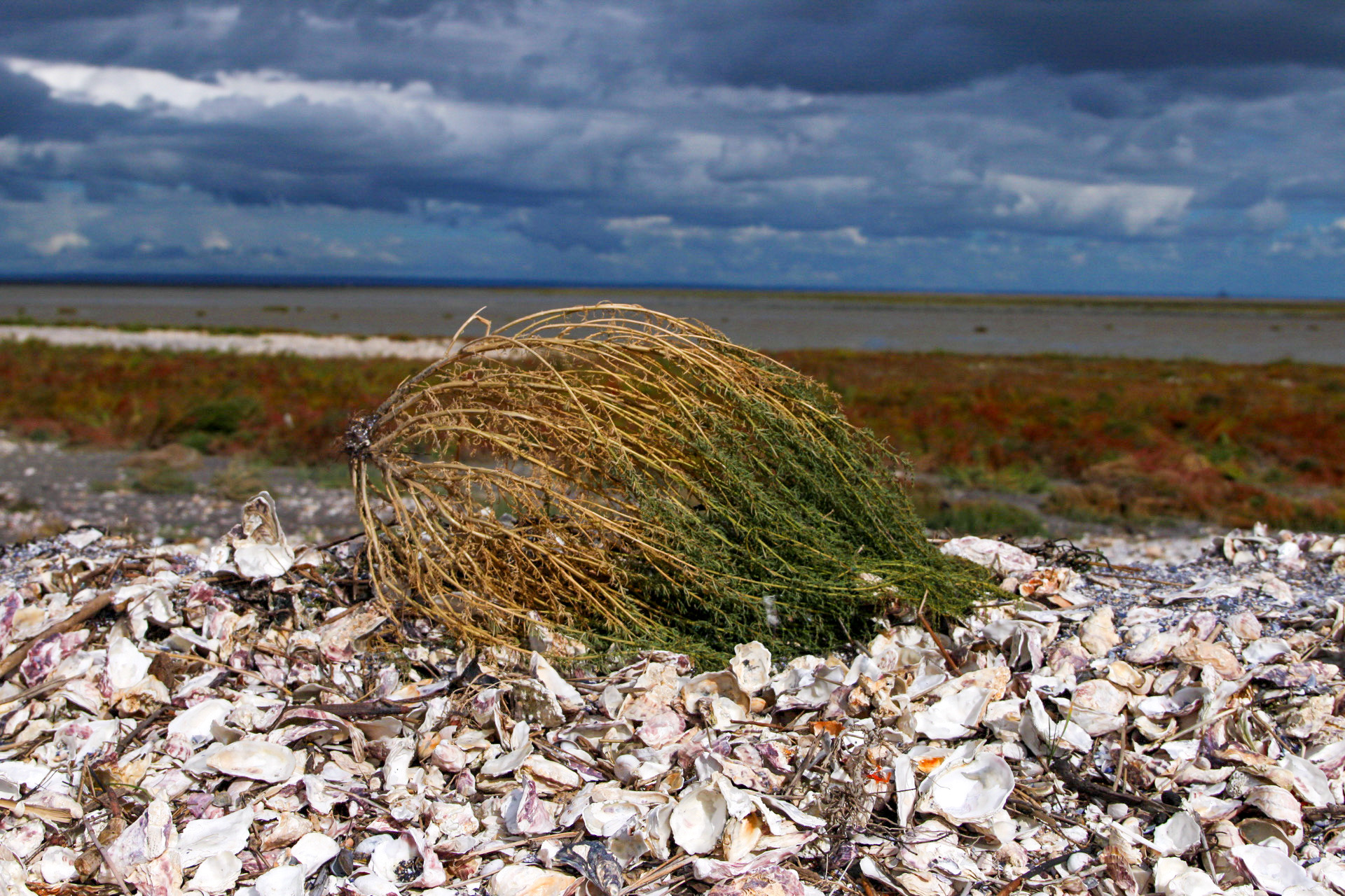 6A0EFBB9-63D1-455F-8C02-160AA8635870 (1)